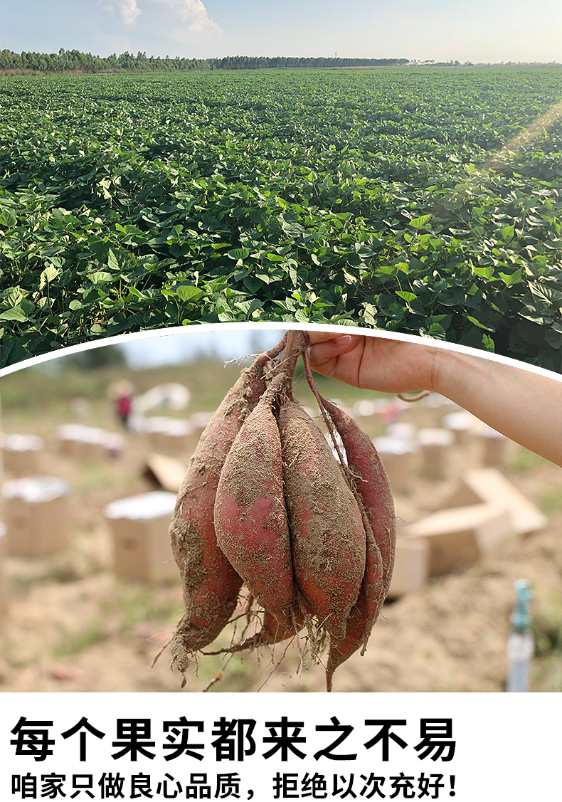 巴馬小蜜薯新鮮紅薯農家自種低價批發淨果9斤板栗味地瓜番薯10斤