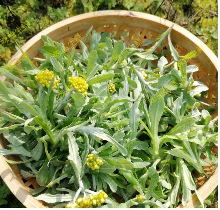 顺丰现货新鲜鼠曲草清明草艾草鼠麴草鼠耳草糍粑青团材料1斤