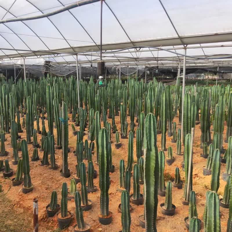 量天尺盆栽仙人柱龙凤柱仙人掌北欧客厅办公室绿植辐射多肉植物量天尺