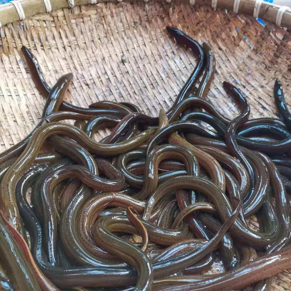 鳝鱼苗鲜活体四川农村稻田黄鳝苗长鱼鳝鱼丝盘龙鳝鲜活苗2斤