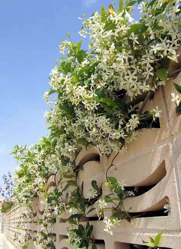 爬藤植物风车茉莉万字茉莉大苗庭院攀爬花卉四季风车络石藤开花风车