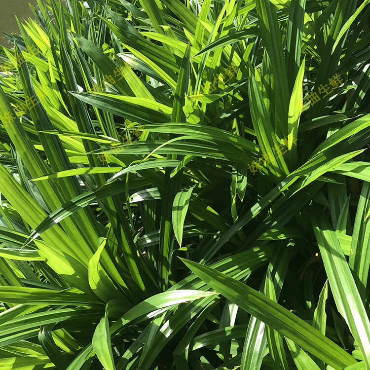 fghgh (发顺丰)新鲜斑斓叶 香兰叶 班兰叶香料 榨