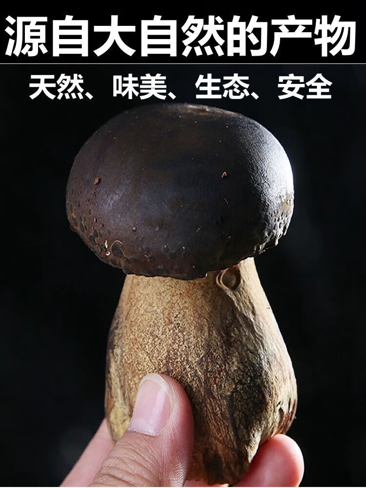 黑色滑滑的野生菌图片