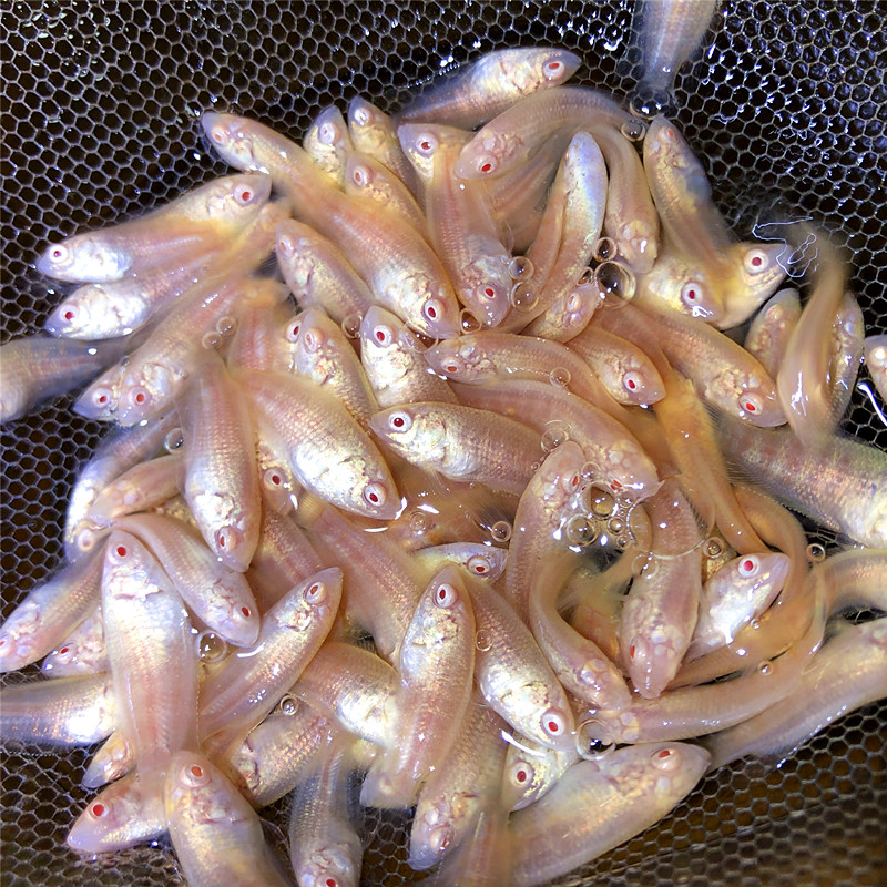 中国斗鱼白化白兔玉兔改良鱼白化红火焰淡水观赏叉尾懒人鱼原生鱼