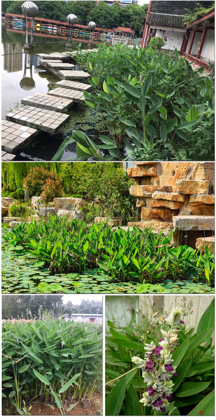 水生花卉别名水竹芋水莲蕉塔利亚多年生草本50粒送肥