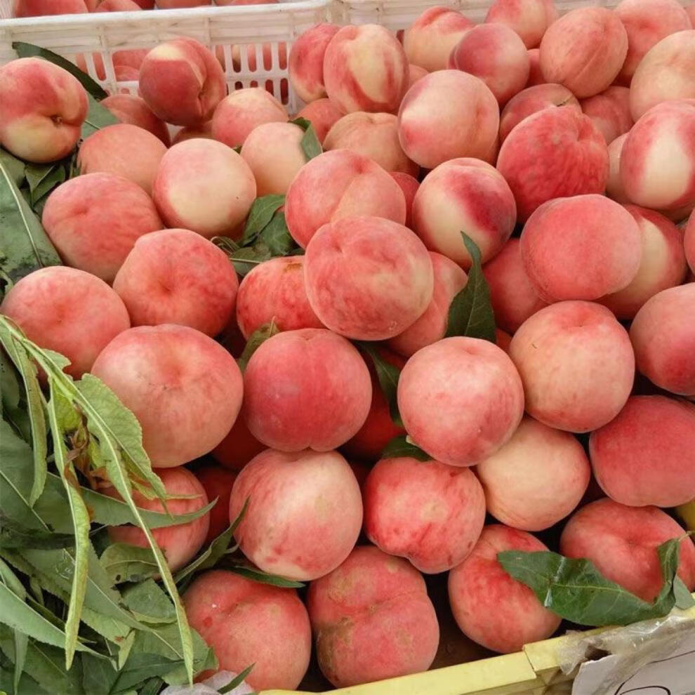 金秋红蜜桃冬桃新鲜水果脆甜蜜挑子毛桃 3斤精选装【图片 价格 品牌