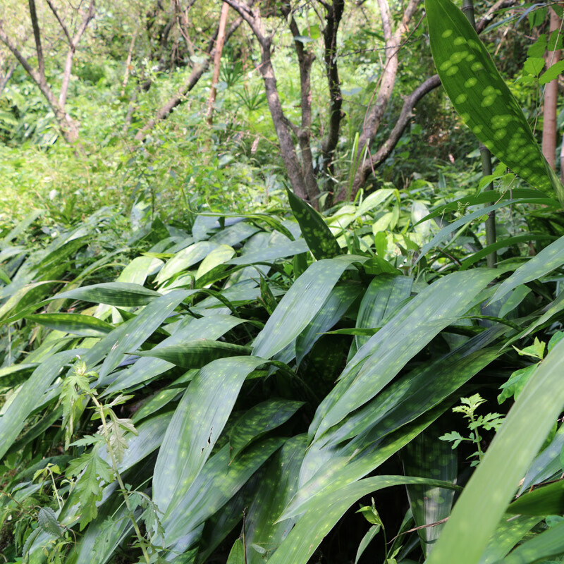 四川新鲜粽叶100张大叶云南花粽子叶一叶兰