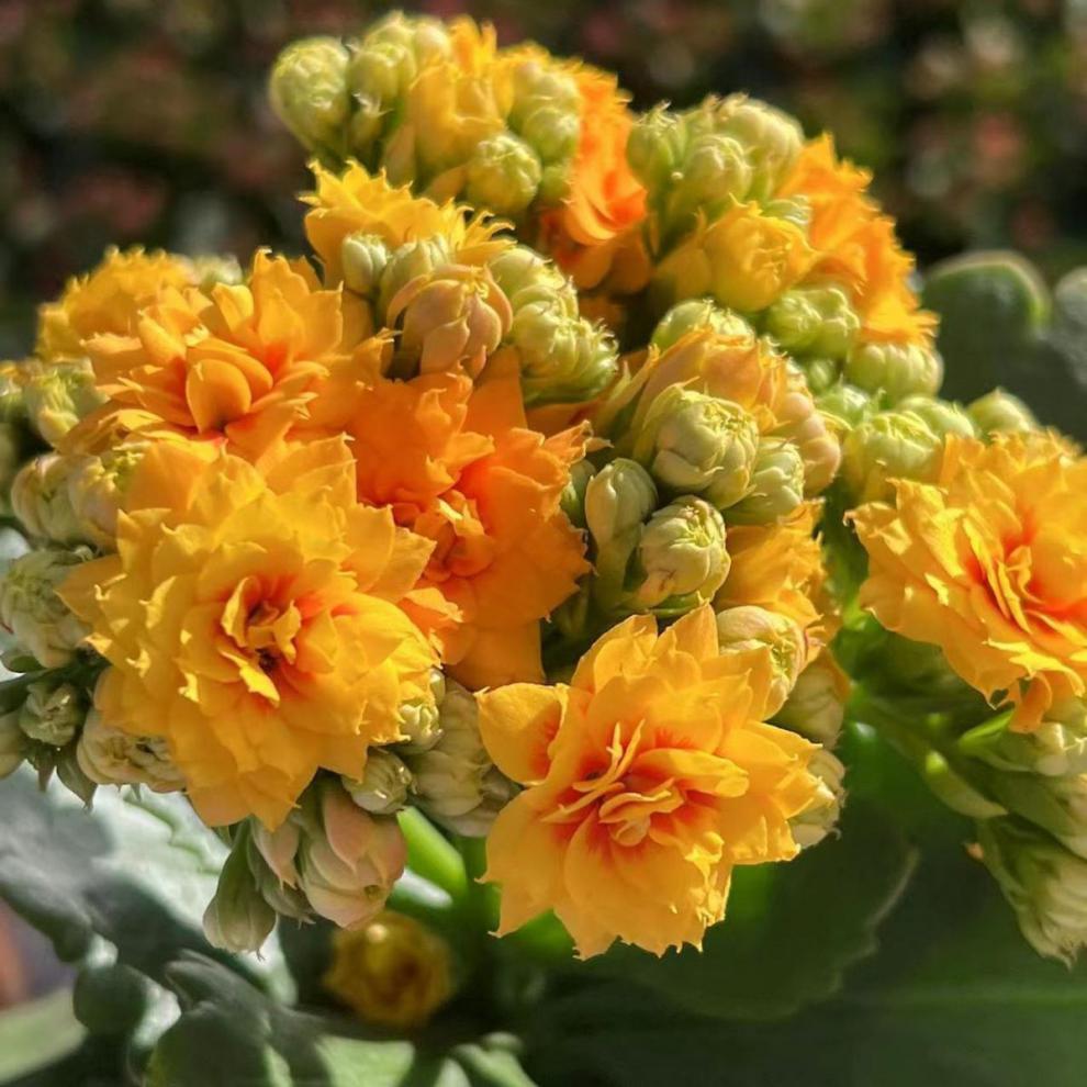 长寿花随机品种随机颜色基地直发好养易活懒人花期超长 长寿花红宝石