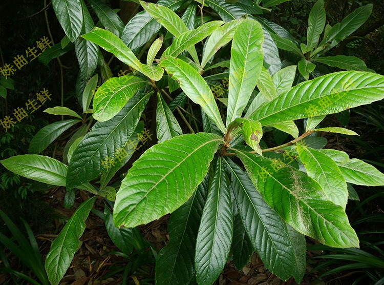 新鲜枇杷叶子 可做枇杷茶 500g