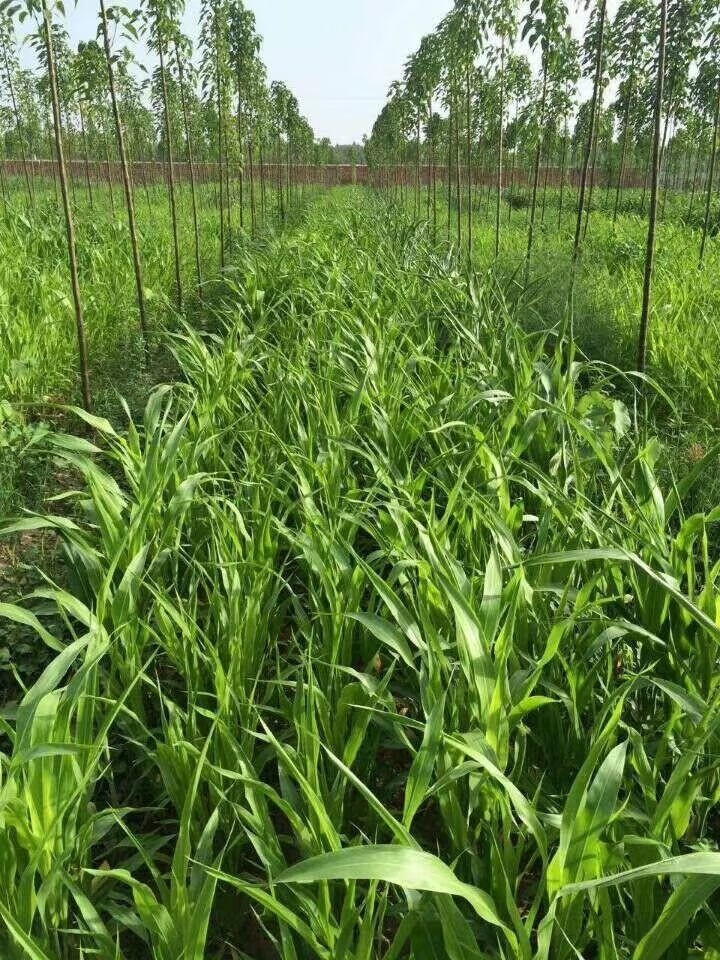 高丹草種子進口牧草糖王草種養殖豬牛羊魚雞鴨鵝高產牧草種籽進口高丹