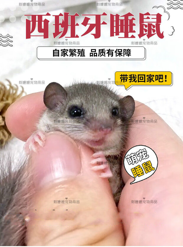 西班牙睡鼠幼崽活体睡鼠宠物迷你拇指鼠宠物同款带证书疫苗白尾巴尖