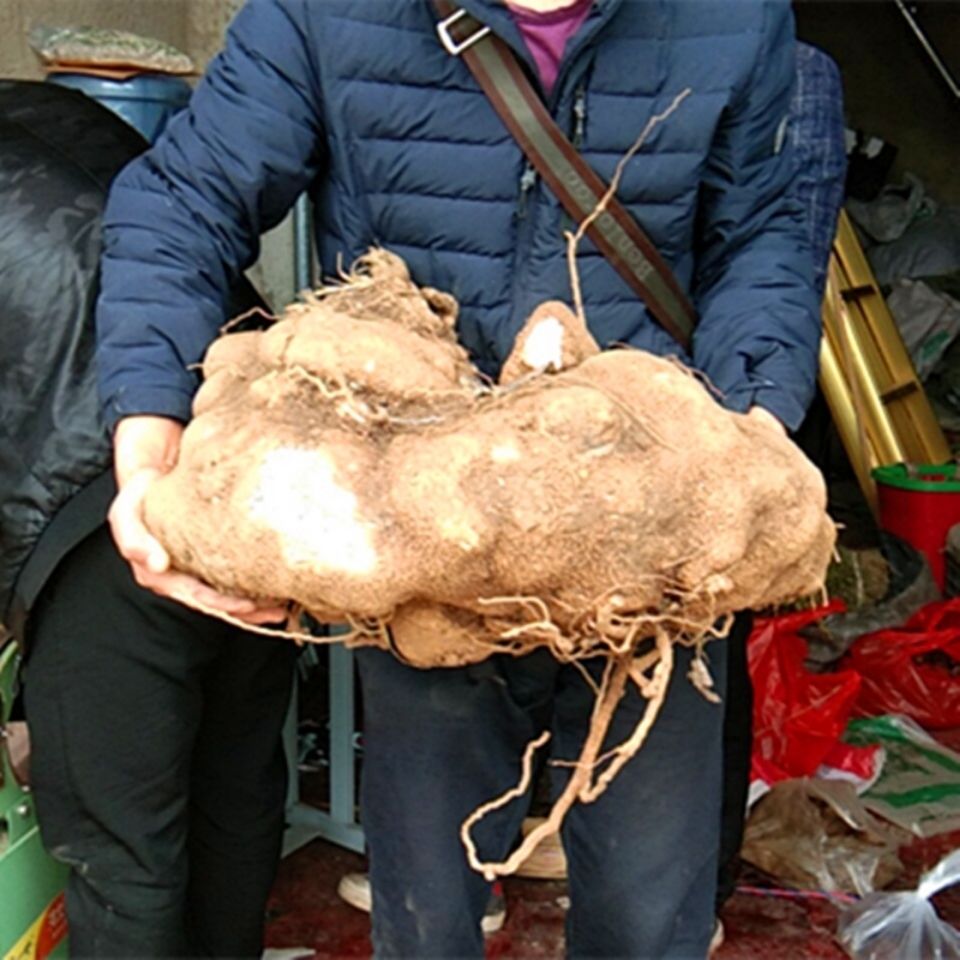 贵州中草药新鲜蛇莲500g克中药材雪胆野生原药苦金盆蛇灵罗锅底