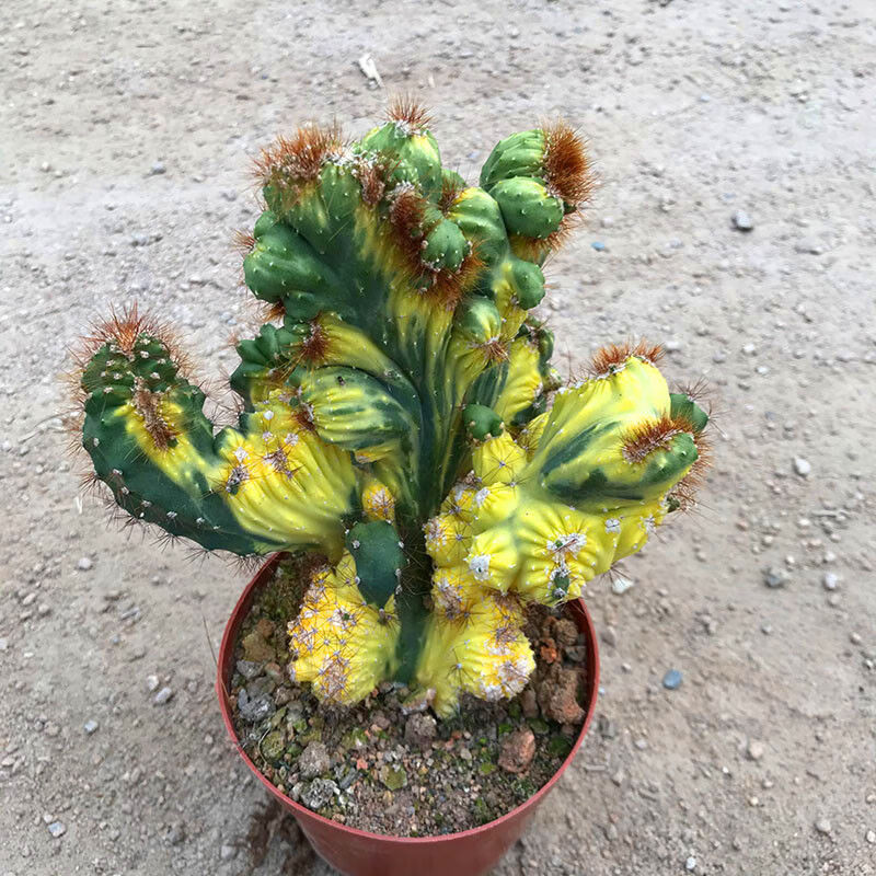 五指山仙人掌大颗玉麒麟山影缀化虎头山仙人柱多肉植物盆栽 云雀山影