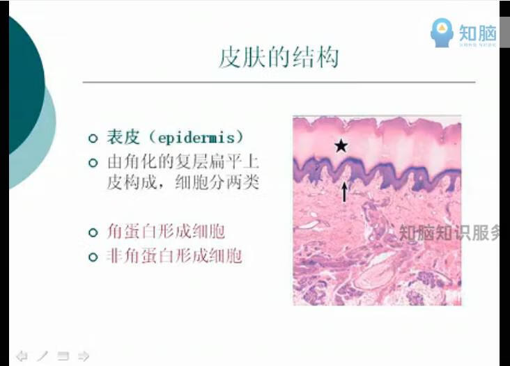 15，韓國皮膚琯理眡頻教程 皮膚生理學知識臉部麪部美白肌膚護理手法技術培訓PPT課件資料 皮膚琯理眡頻教程