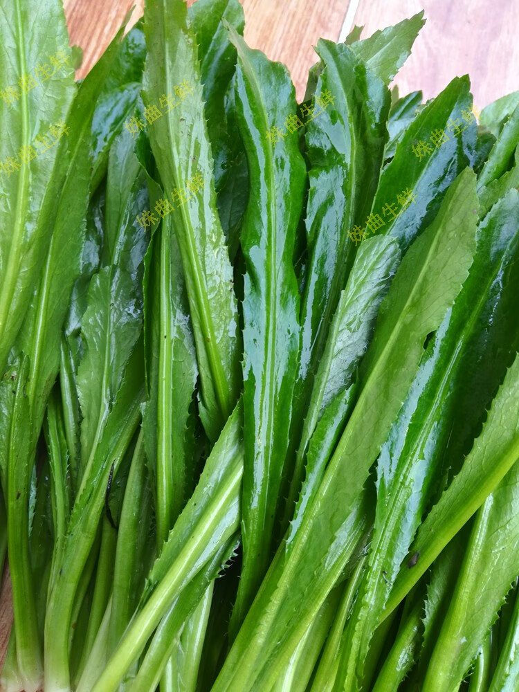 fghgh 【发货中】云南大香菜 德宏缅芫荽 刺芫荽 傣族傣味香料 新鲜