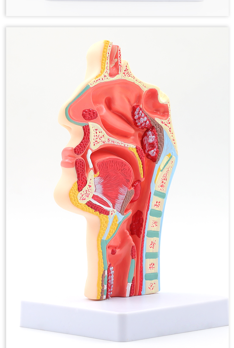 jd健康人体鼻腔解剖模型耳鼻喉科医学教学模型鼻子口腔鼻部结构组织