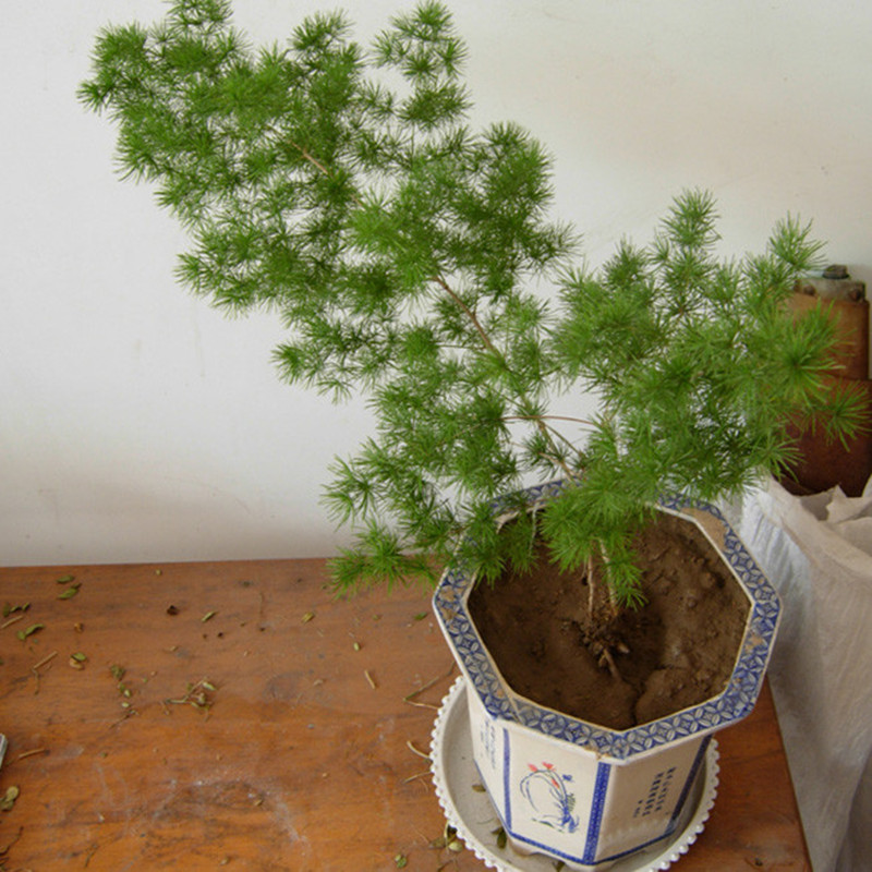 鹿凌青蓬萊松盆栽盆景猴生肖植物室內綠植蓬萊松花語長壽又稱旺來松