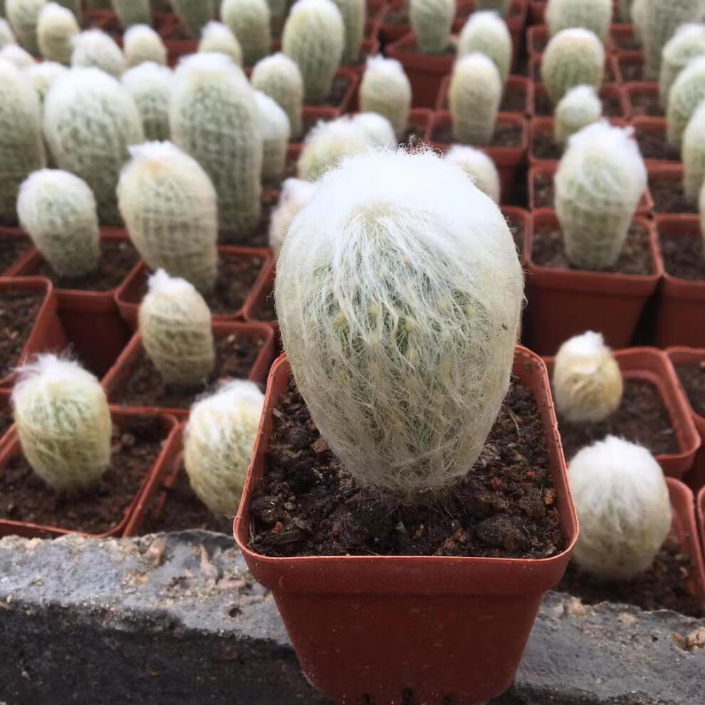 稀有仙人掌老乐柱白星仙人球芳香丸缀化白毛不扎手多肉 芳香丸缀化12