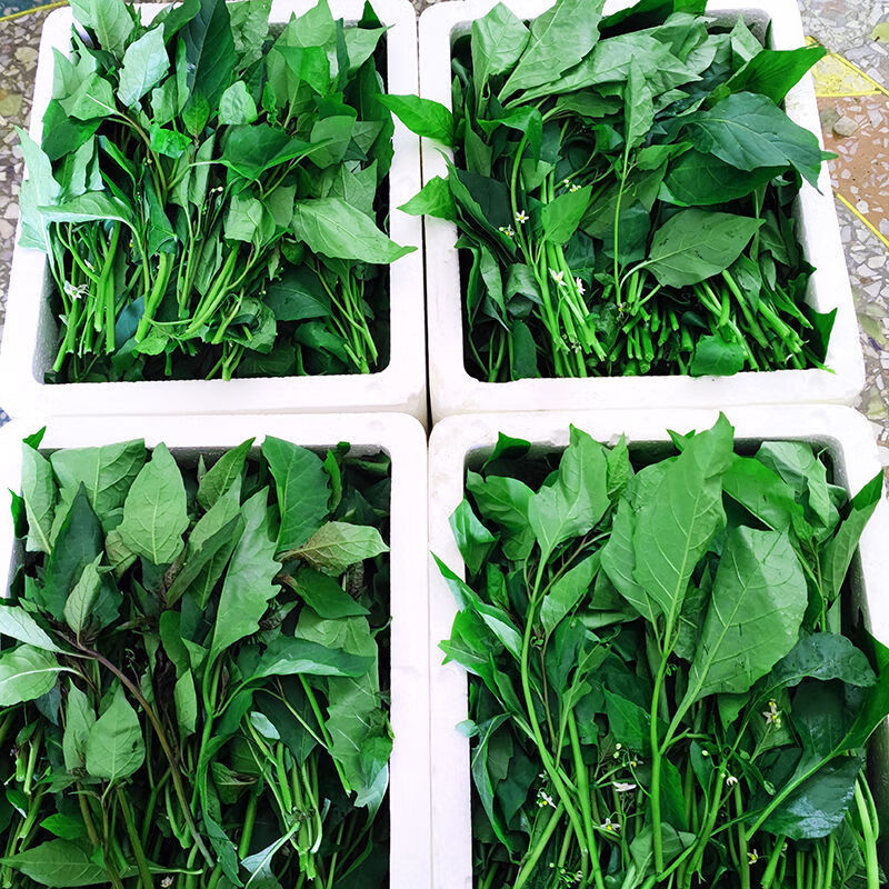 广西新鲜龙葵草白花菜嫩芽嫩叶500g草假辣椒叶做汤炒煮拌现摘龙葵草