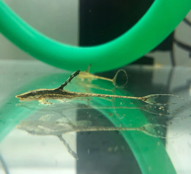 异型工具鱼皇冠直升机鱼底栖鱼草缸除藻清洁鱼黑魔神清道夫鱼 直升机