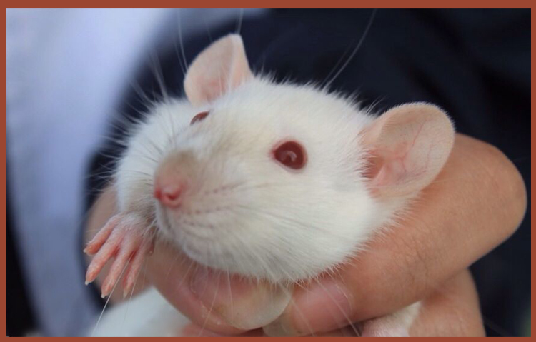 飞象耳鼠活体活物已打疫苗温顺粘人幼崽亲人物 运输