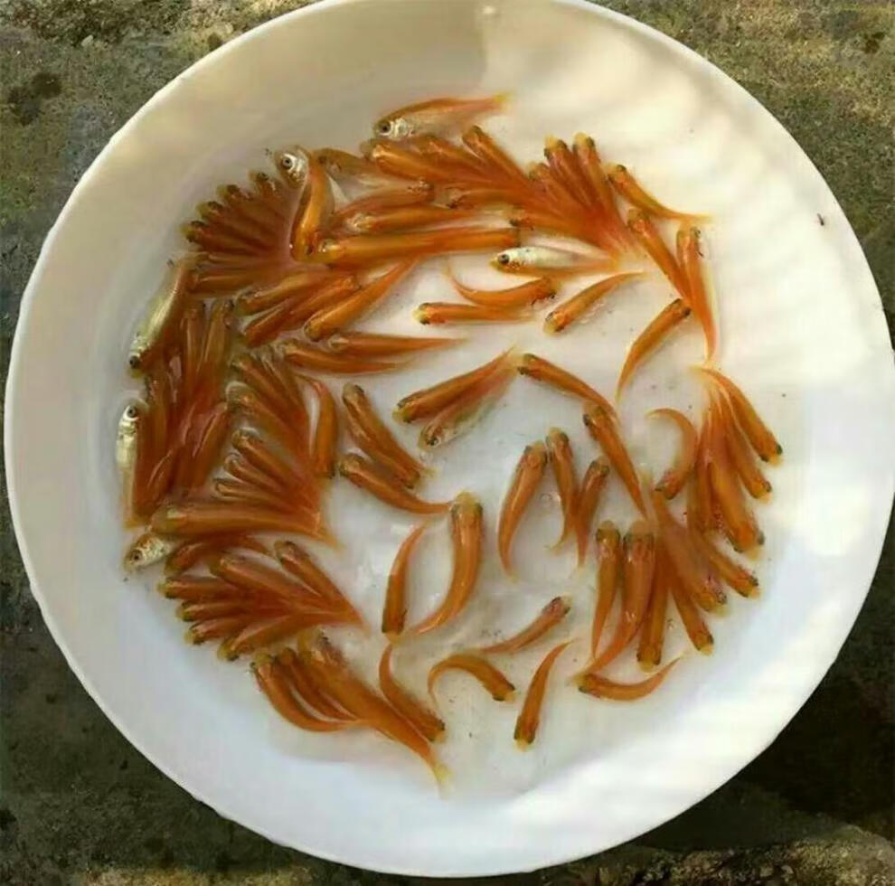 金草鱼 黄金草鱼 金丝草鱼 俄罗斯金草鱼 观赏鱼 鱼苗活体 200条 4