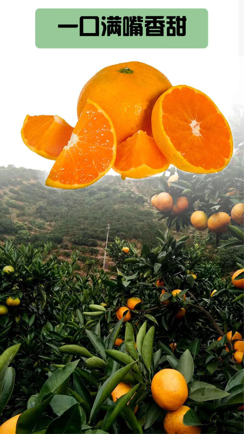 台州临海涌泉蜜桔浙江黄岩蜜橘柑橘桔子应当季时令孕妇新鲜水果甜水果