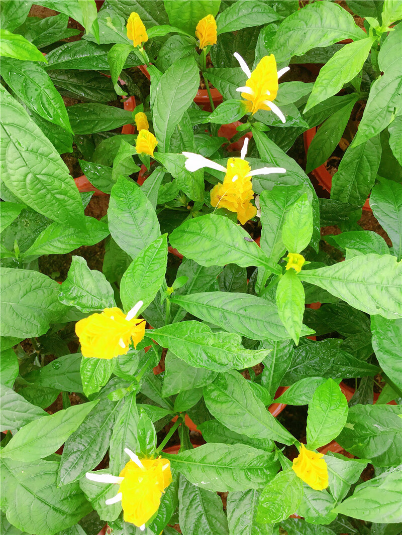 黄金宝塔花盆栽金苞花黄虾花卉黄金塔花苗四季开花不断观赏绿植物黄金