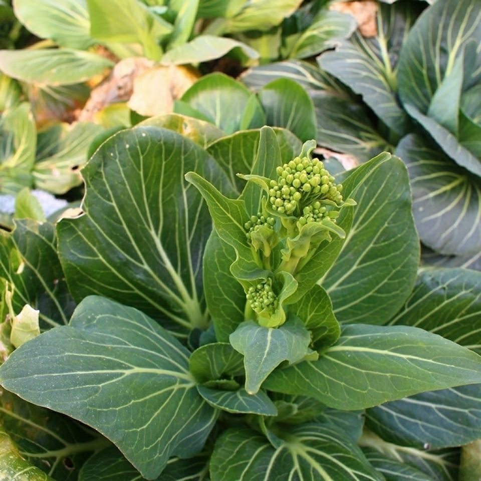 苏北青菜苔 当天现摘霜冻苏州青新鲜菜心露天青菜头菜花 五斤【图片