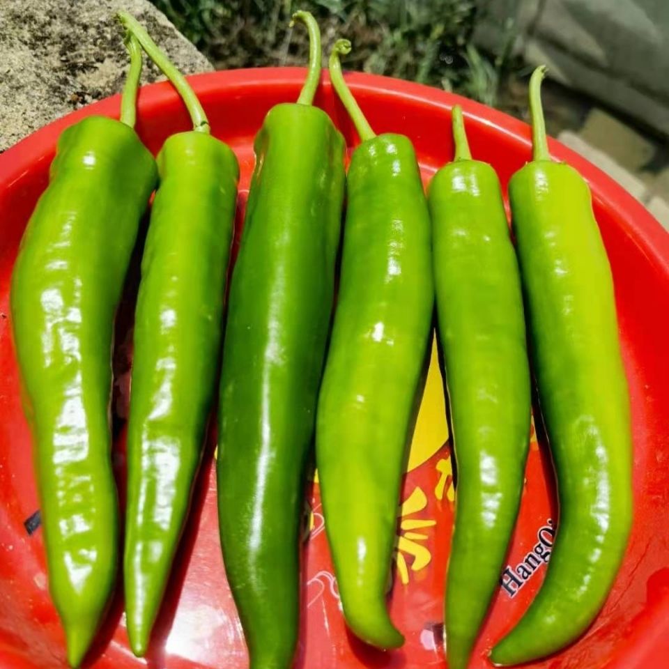 新鲜辣椒大青椒自产现摘现发泡沫箱包装坏果包赔5斤总椒带箱