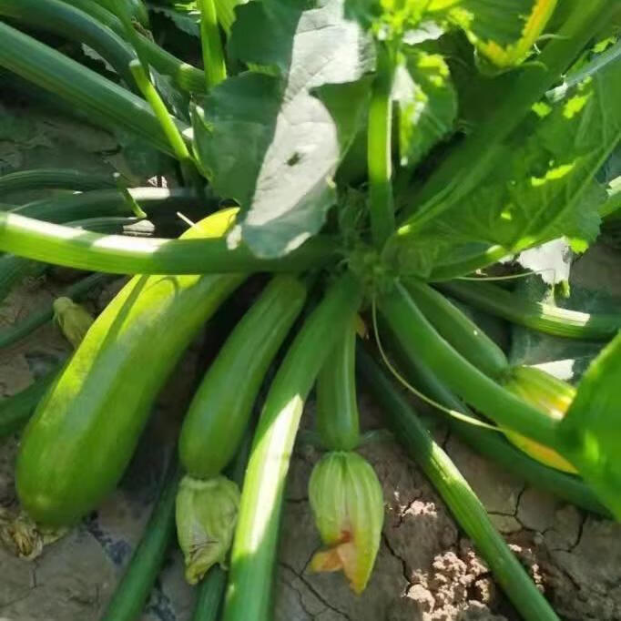 新鲜蔬菜西葫芦三月瓜笋瓜茭瓜倭瓜5斤3斤嫩角瓜青番瓜白瓜9斤3斤防冻