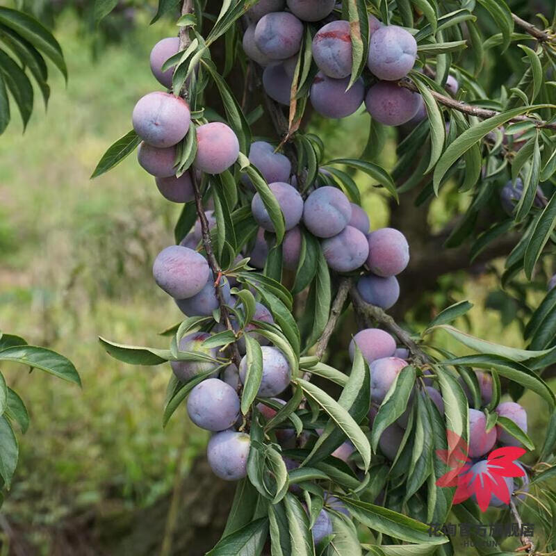 四川汶川晚熟脆红李树苗嫁接李子苗南方北方种植盆栽地栽果树高产直径