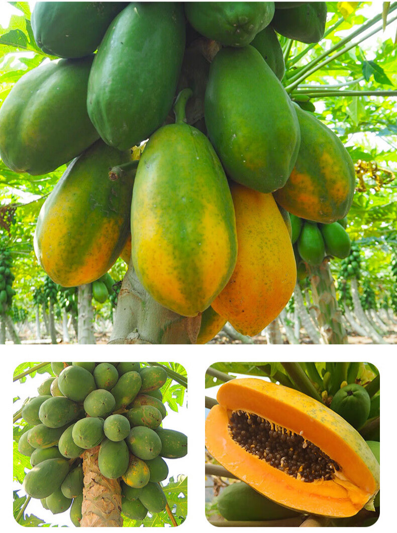 海南三亚红心木瓜牛奶冰糖心木瓜青木瓜热带水果5斤新鲜水果顺丰坏果