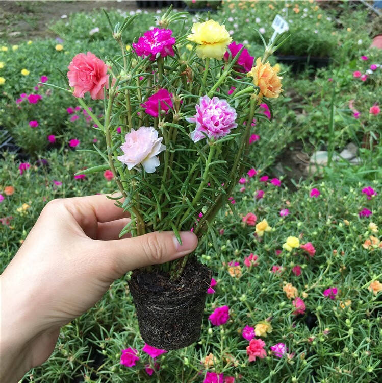 中梦太阳花盆栽苗重瓣新品多色花卉阳台1524个颜色70100枝不含盆