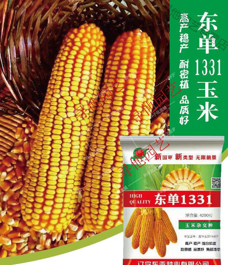 芊阙东单1331玉米种子 杂交玉米种籽高产 大穗国审饲料棒子籽 东单