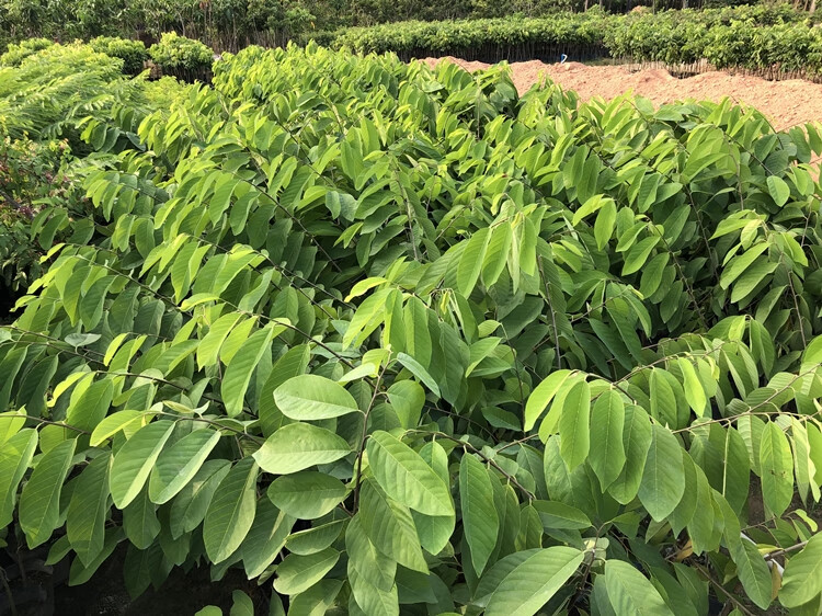 嫁接釋迦果樹苗鳳梨釋迦果苗佛陀果樹苗番荔枝苗當年結果 6年苗店長