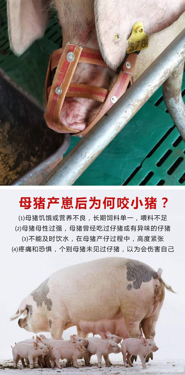 防咬套 猪嘴套母猪嘴笼套猪嘴母猪嘴套防咬套小猪崽仔猪防咬架牛马嘴