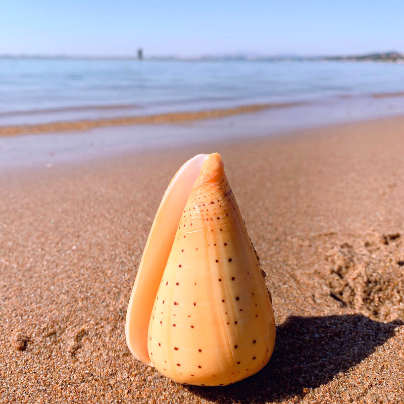 黄玉米螺天然贝壳海螺玉米芋螺鱼缸造景水族装饰地中海风格摆件 黄