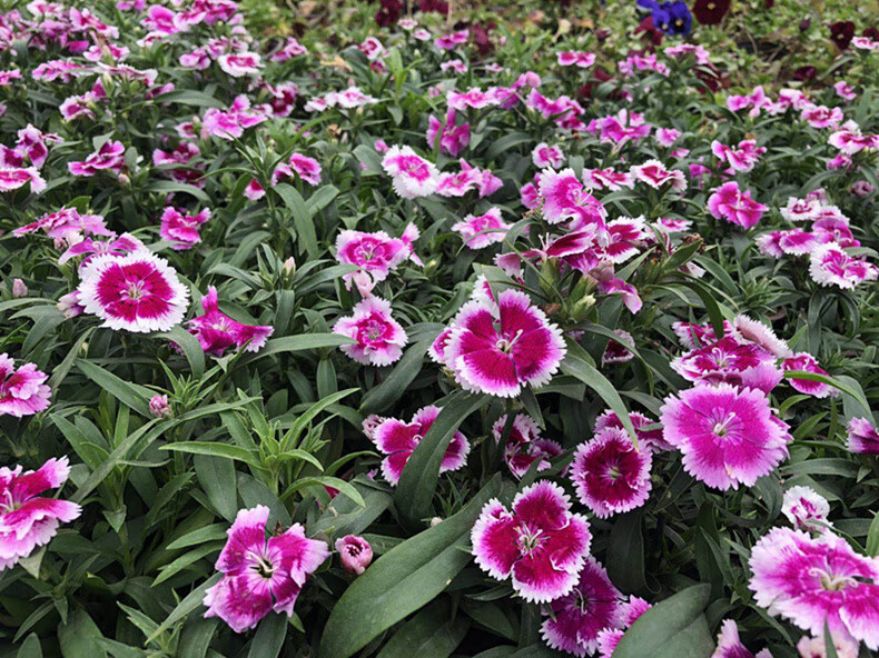 花苗盆栽花卉植物四季庭院绿化耐寒常夏带开小绿植易活 红色石竹2盆