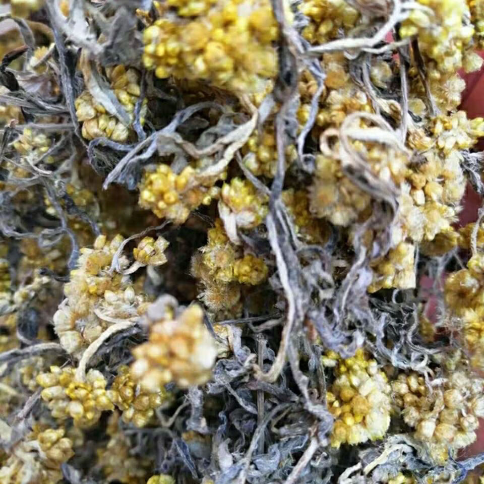 正宗清明草新鲜晒干鼠曲草清明菜绒毛鼠麴佛耳草干清明果500克