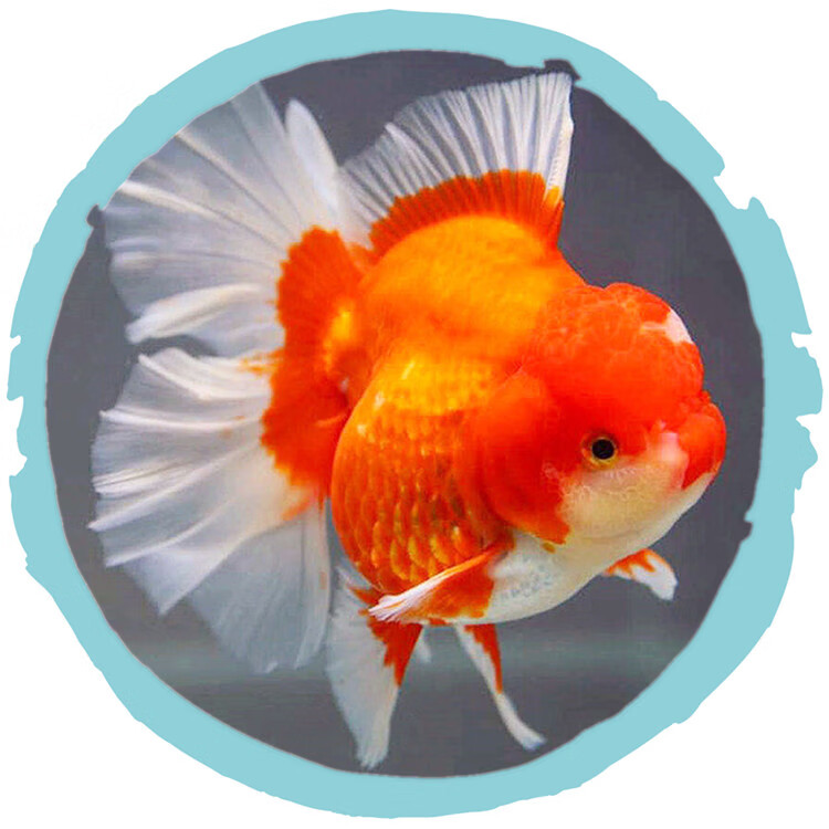 泰狮金鱼精品活鱼f1泰狮红白黑五花菠萝百褶尾泰师好养包活67cm精品百