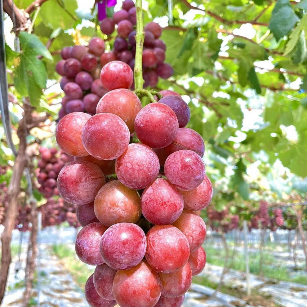 新鲜水果云南建水妮娜皇后葡萄当季水果 1200g【图片 价格 品牌 报价