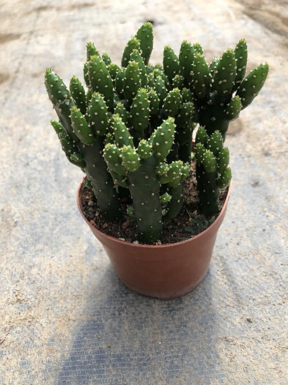 财手多肉植物组合盆栽摇钱树仙人掌又名姬珊瑚卉绿植多肉小盆栽手2盆