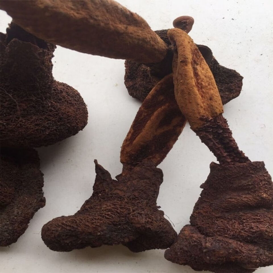 北·京同仁·堂【西藏顶天柱】续阳草 野生续阳草