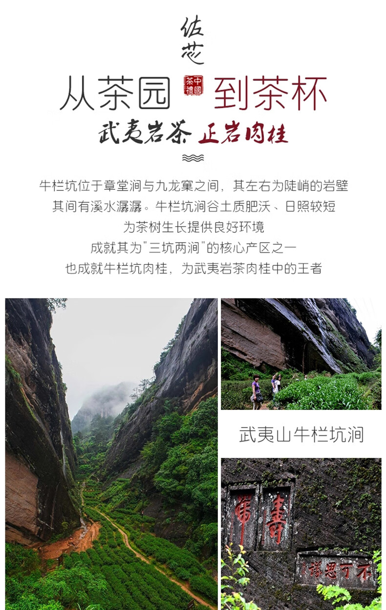 牛栏坑肉桂茶武夷岩茶大红袍礼盒装花果香新茶马头岩正岩肉桂48g