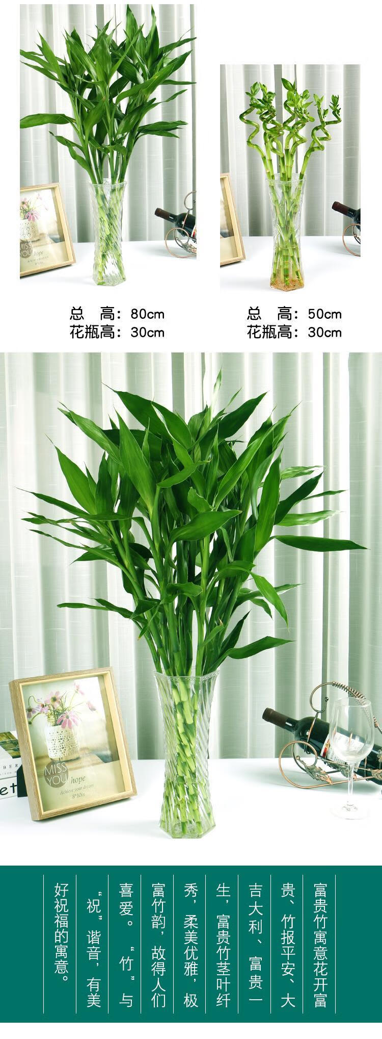 富贵竹水培植物转运开运竹花卉绿植盆栽室内花客厅水养节节高富贵竹