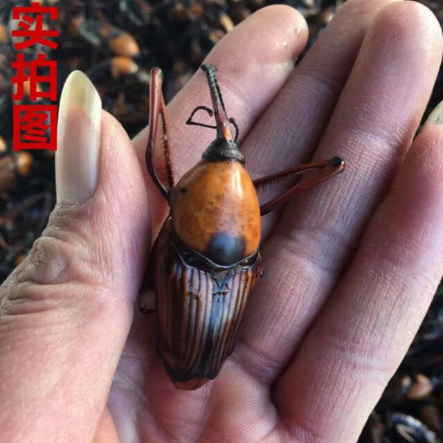 竹象虫 山珍美味烧烤美食吃400克 云南特产竹虫 竹笋