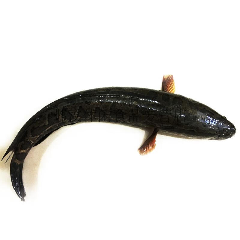 淡水鱼自然捕抓土黑鱼鲜活现杀乌鱼财鱼活体新鲜炖汤术后400g【图片