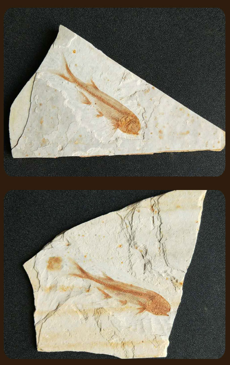 攸竹辽西古生物化石狼鳍鱼化石标本原板观赏奇石摆件动物化石