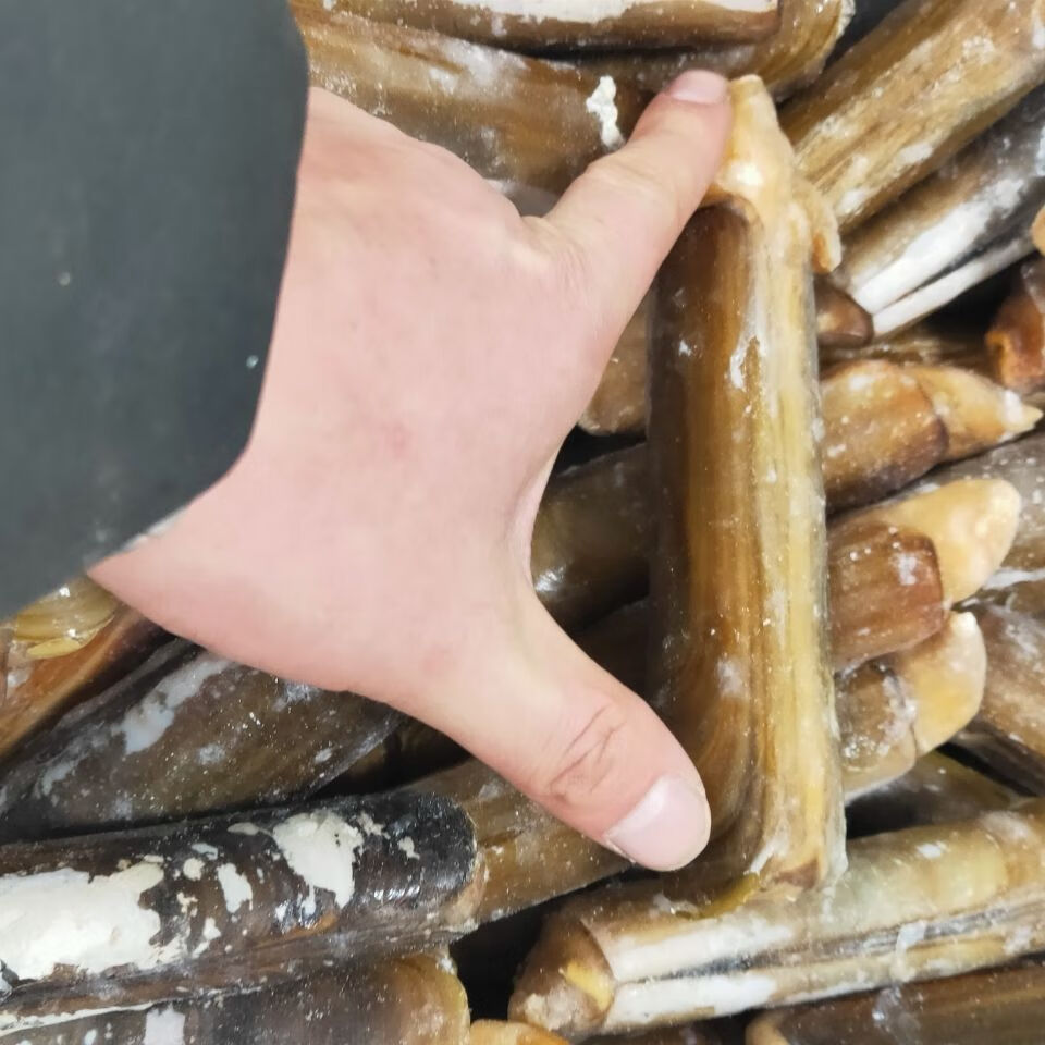 蛏子鲜活冷冻竹节蛏子蛏子王一只二两左右大蛏子海鲜水产贝类 两袋